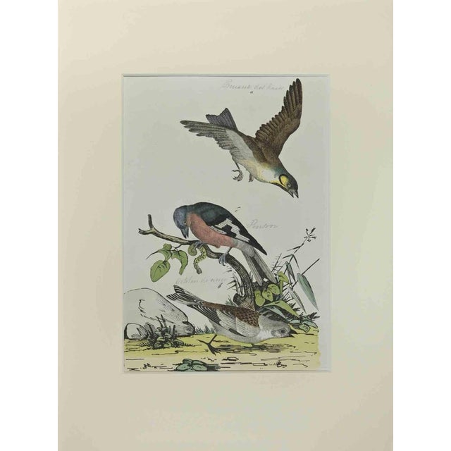 Johann Friedrich Naumann, Finch, Etching, 1840 For Sale - Image 3 of 3