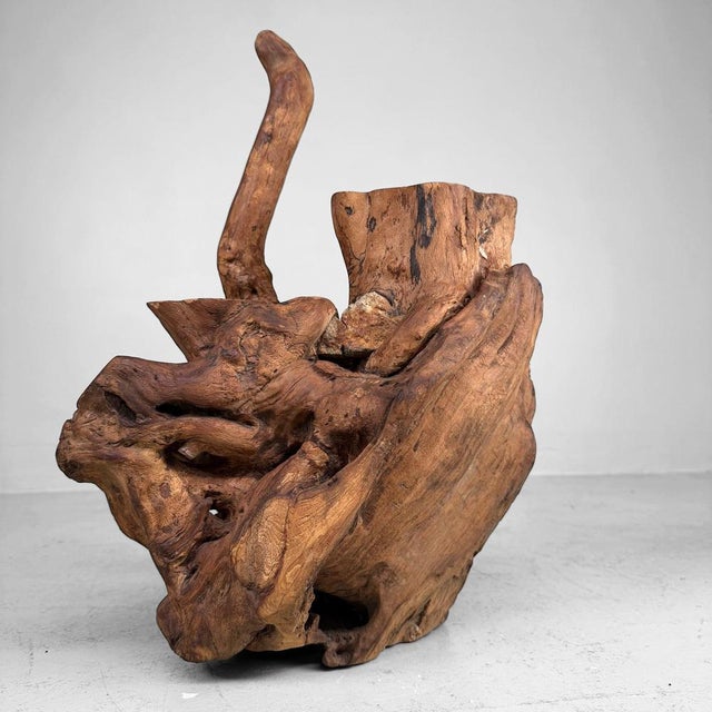 Japanese Koboku Root Wood Sculpture, 1960s For Sale - Image 13 of 16
