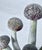 Late 20th Century Vintage Mushroom Model Specimen Sculpture For Sale - Image 5 of 6