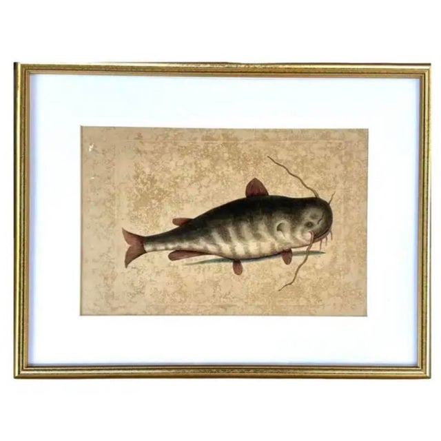 18th Century Framed Engravings by Mark Catesby, Set of Four Fish For Sale - Image 4 of 11