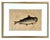 18th Century Framed Engravings by Mark Catesby, Set of Four Fish For Sale - Image 4 of 11
