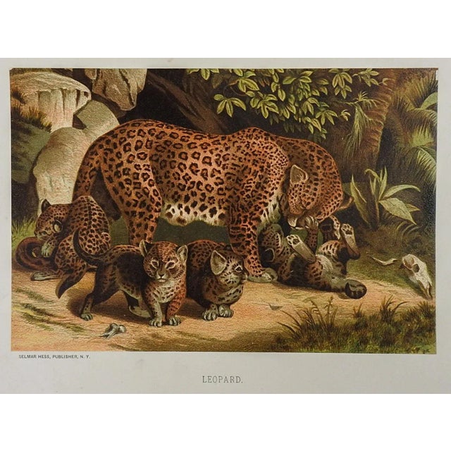 Antique Circa 1885 Big Cats Chromolithograph Book Plate Prints - Set of 3 For Sale - Image 4 of 5