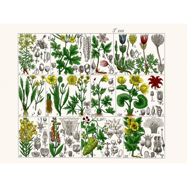 A rare offering of original 19th-century German botanical plates from J. G. Büchner’s Pflanzen-Atlas, published in...