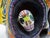 Alfonso Castillo Orta Flaming Fire Skull Day of Dead Mexican Folk Pottery For Sale - Image 4 of 12