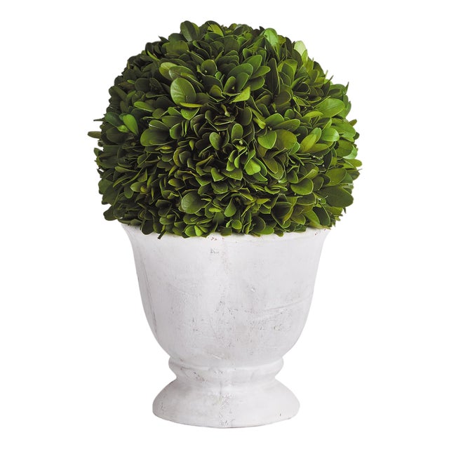 Boxwood Ball Topiary In Pot Small For Sale