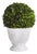 Boxwood Ball Topiary In Pot Small For Sale