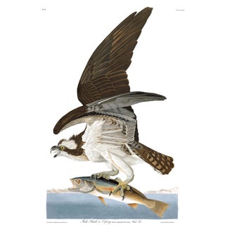 After John James Audubon Fish Hawk (Osprey) Giclée Print, 20” X 30” For Sale