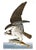 After John James Audubon Fish Hawk (Osprey) Giclée Print, 20” X 30” For Sale