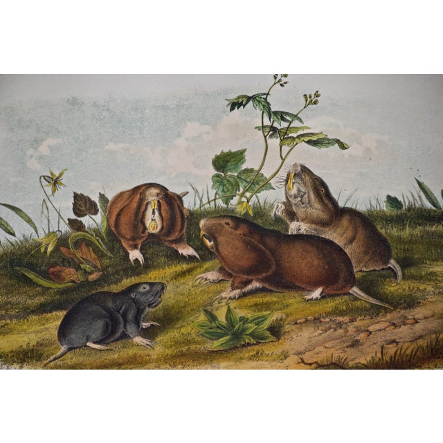 An original John James Audubon hand colored lithograph entitled "Canada Pouched Rat", No. 9, Plate XLIV from John James...