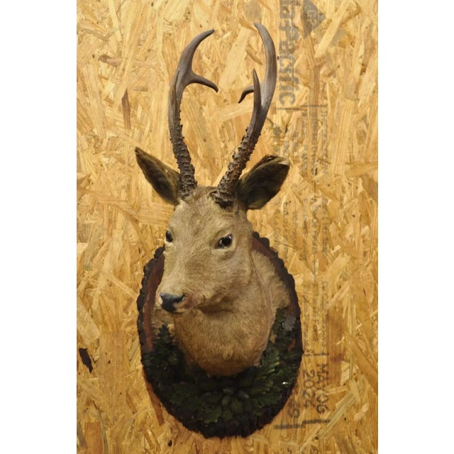 Rustic Vintage Taxidermy Deer Shoulder Mount Wall Decor With Metal Leaves (R&l) - a Pair For Sale - Image 3 of 12