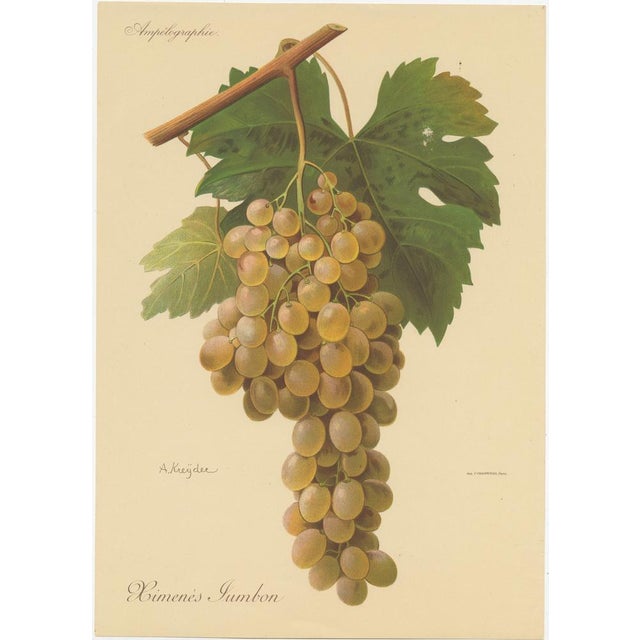 Green and White Grape Varieties, 1890s, Paper, Set of 4 For Sale - Image 3 of 6