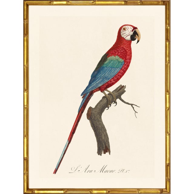 A stunning pair of macaws from Histoire Naturelle des Perroquets by François Nicolas Barraband, the most celebrated bird...
