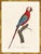 A stunning pair of macaws from Histoire Naturelle des Perroquets by François Nicolas Barraband, the most celebrated bird...