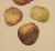 19th Century Print From Botanical Study of Fruits and Nuts by Duhamel Du Monceau, Early 19th Century For Sale - Image 5 of 5