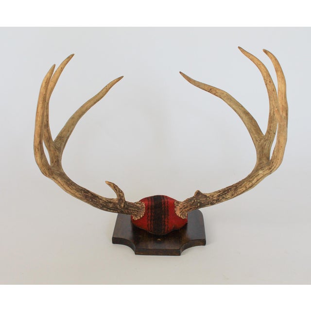 Vintage 8-Point Whitetail Deer Curved Antlers Taxidermy Mount For Sale In Milwaukee - Image 6 of 11