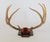 Vintage 8-Point Whitetail Deer Curved Antlers Taxidermy Mount For Sale In Milwaukee - Image 6 of 11