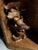 1970s Pair of Wooden Hand Carved Pig Catchalls For Sale - Image 11 of 11