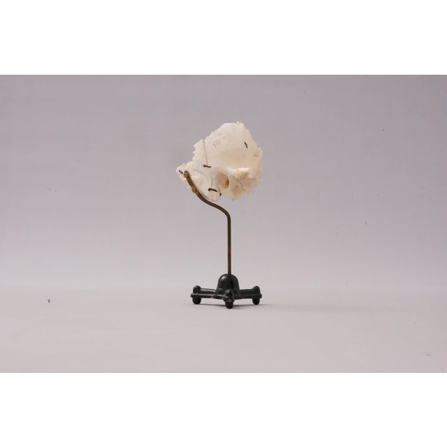 Medical Ear Recreation Object, 1900s For Sale - Image 3 of 12