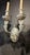 1900 Caldwell Silver Plated Sconces With Mermaid Arms 2 Lights For Sale - Image 10 of 10