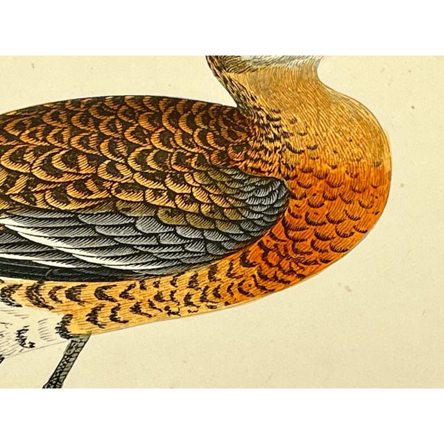 Late 19th Century Antique Hand Colored Bird Print From England Showcasing a Black-Tailed Godwit - Circa 1880 For Sale - Image 5 of 11