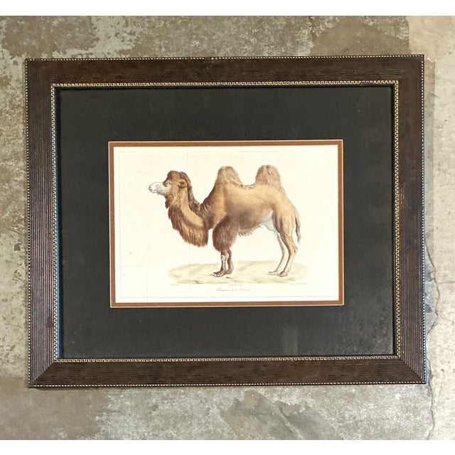 Vintage Framed Camel Print For Sale In West Palm - Image 6 of 12