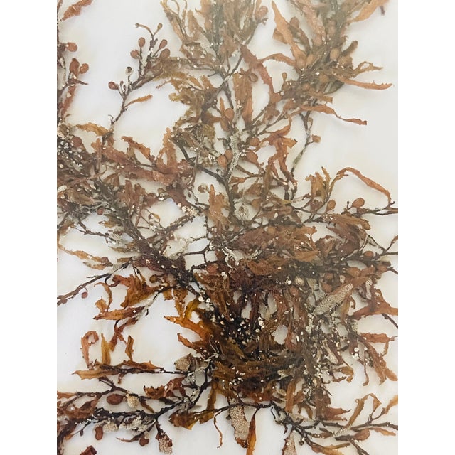 1970s Florida Brown SeaWeed Sargassum Herbarium a Pair Framed For Sale - Image 4 of 9