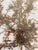 1970s Florida Brown SeaWeed Sargassum Herbarium a Pair Framed For Sale - Image 4 of 9