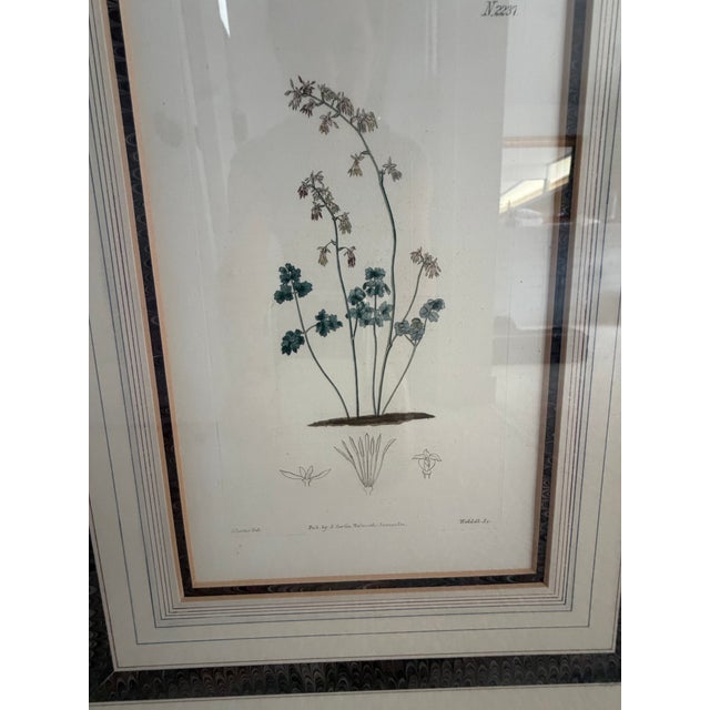 Pair of Antique Botanical Illustrations by J. Curtis and John Moggridge, Ethan Allen For Sale In Los Angeles - Image 6 of 12