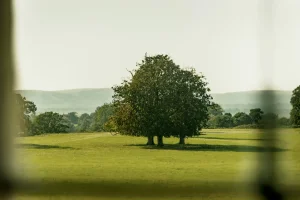 Guy Sargent, The Garden 3, Archival Pigment Print