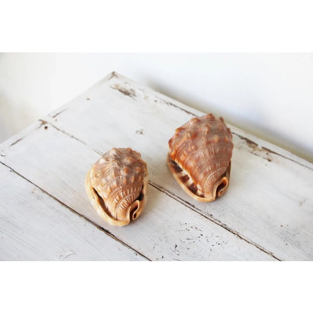 Vintage Conch Shells - a Pair For Sale - Image 11 of 13