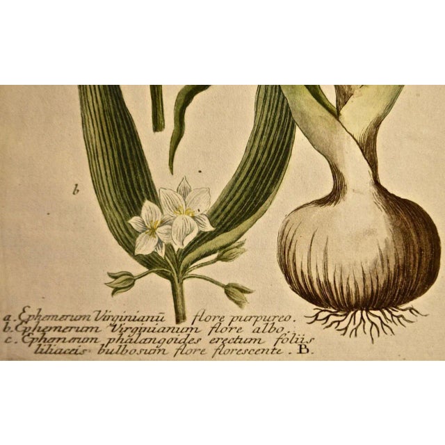 Mid 18th Century Weinmann 18th Century Hand Colored Botanical Engraving "Ephemerum Virginianum", 1736 For Sale - Image 5 of 5