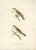 Battistelli, Bird Illustration of the Willow Wren & Icterine Warbler, 1832, Handcolored Print For Sale - Image 3 of 7