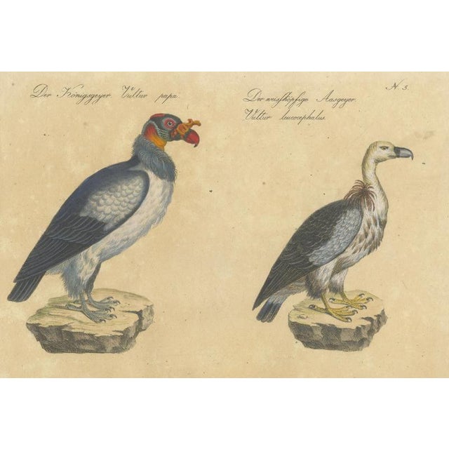 Karl Joseph Brodtmann, King Vulture, Griffon Vulture & Bearded Vulture, 1816, Lithograph For Sale - Image 4 of 9