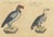 Karl Joseph Brodtmann, King Vulture, Griffon Vulture & Bearded Vulture, 1816, Lithograph For Sale - Image 4 of 9