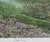 Impressionist Harold Altman Duck Pond Circa 1980 Reproduction Print For Sale - Image 3 of 6