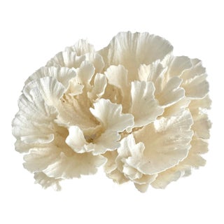 Natural White Poca Coral Specimen For Sale