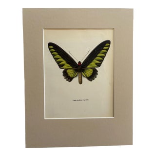 Vintage 1965 Butterfly Print: Troides Brookiana/Ralph Brook's Birdwing 11x14 Mat For Sale