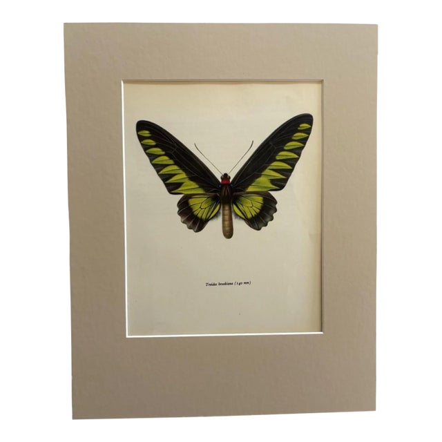 Vintage 1965 Butterfly Print: Troides Brookiana/Ralph Brook's Birdwing 11x14 Mat For Sale