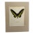 Vintage 1965 Butterfly Print: Troides Brookiana/Ralph Brook's Birdwing 11x14 Mat For Sale