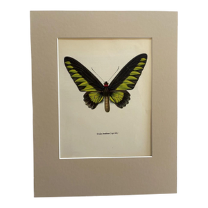 Vintage 1965 Butterfly Print: Troides Brookiana/Ralph Brook's Birdwing 11x14 Mat