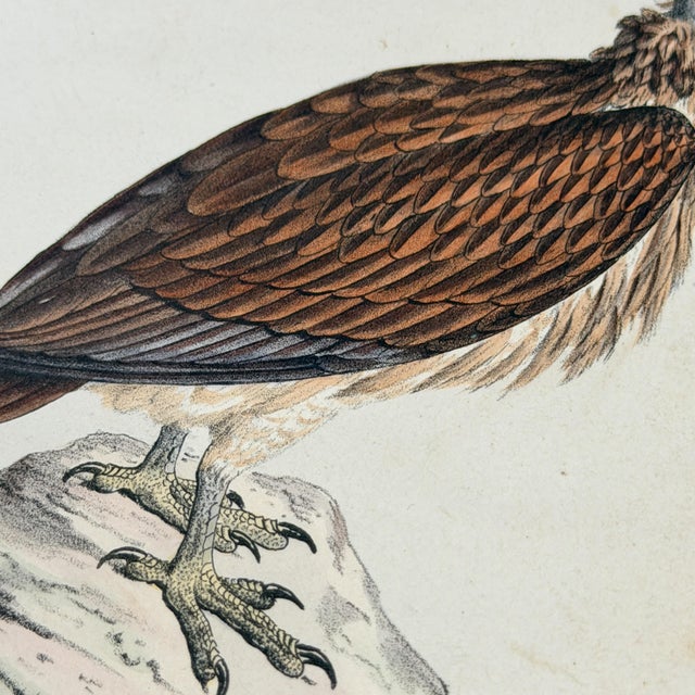 1828 French Raptor Gallery by Jean-Charles Werner | Set of 6 Hand-Colored Lithographs, Framed For Sale - Image 9 of 12