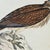 1828 French Raptor Gallery by Jean-Charles Werner | Set of 6 Hand-Colored Lithographs, Framed For Sale - Image 9 of 12
