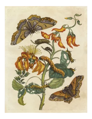 Merian Butterfly 2, Unframed Artwork