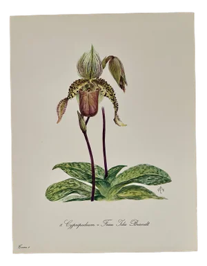 Madeleine Rollinat, Wild Orchid Flower, 1960s, Watercolor