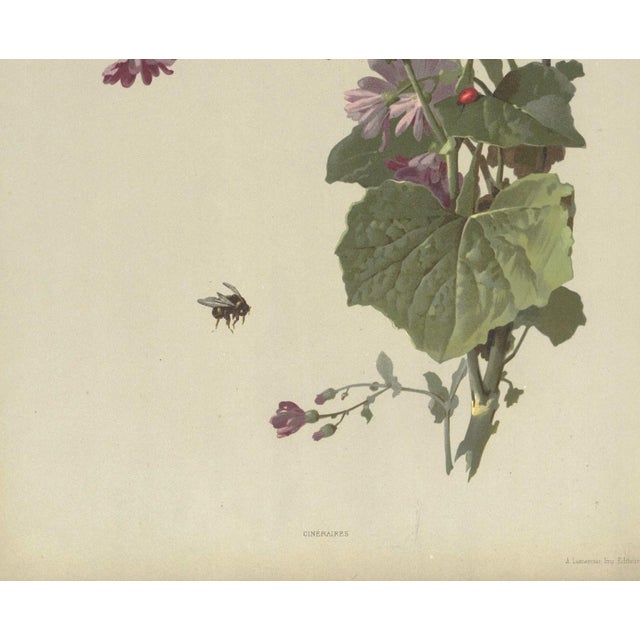 French 1880 Antque French Chromolithograph Botanical For Sale - Image 3 of 4