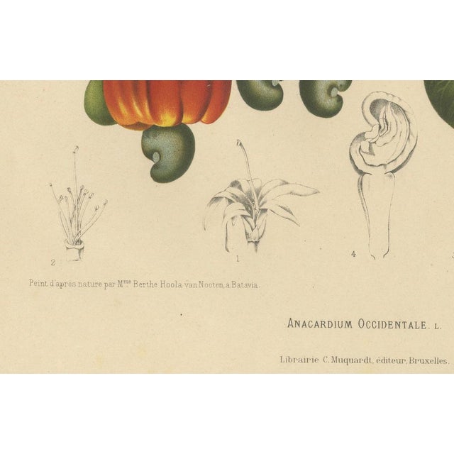 Hoola van Nooten, Cashew Tree Botanical, 1880, Chromolithograph For Sale - Image 3 of 9