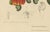Hoola van Nooten, Cashew Tree Botanical, 1880, Chromolithograph For Sale - Image 3 of 9