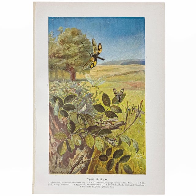 1920s Swedish Natural History Print Gallery - Set of 6 For Sale In Columbus - Image 6 of 7