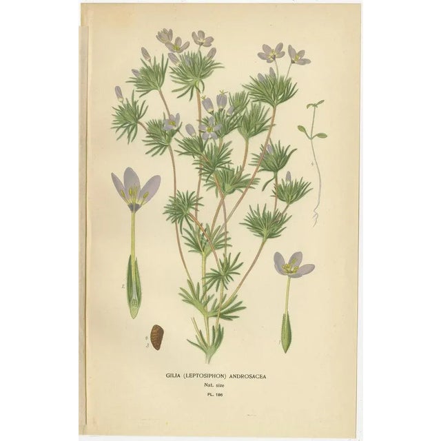 Original Botanical Prints, 1897, Set of 4, Paper For Sale - Image 3 of 10