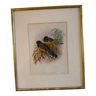 Early 20th Century John Gould Lithograph For Sale